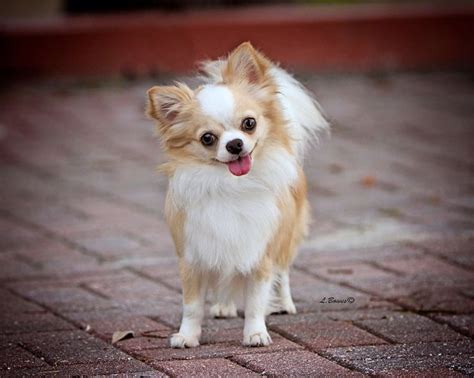 2026 best images about Chihuahua - Long Hair on Pinterest | Chihuahuas ...