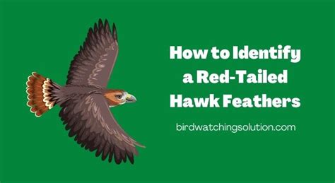 How to Identify a Red-Tailed Hawk Feathers - Expert Tips