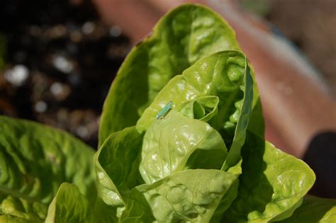 Photo #16479 | Little Gem Lettuce | plant lust