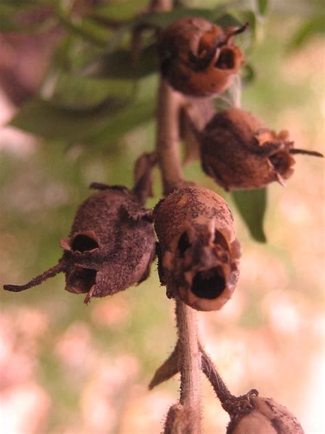 Antirrhinum¸ Dragon skull flower | Snapdragon Seed