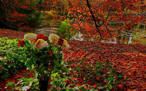 Autumn Flower Wallpapers Images Photos Pictures Backgrounds