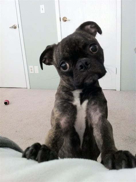 Pug Boston Terrier Mix Puppies - Pets Lovers