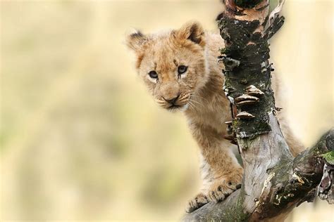 Lion Cub Photos, Download The BEST Free Lion Cub Stock Photos & HD Images