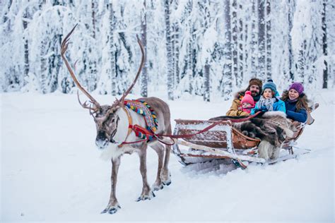 reindeer-ride-santa-claus-village-rovaniemi-lapland-finland (16) (1) - Lapland Welcome in Finland