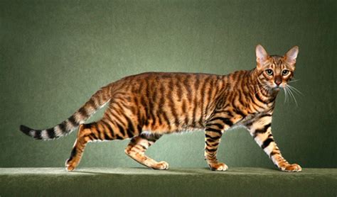 10 Famous Striped Cat Breeds in the World - Tail and Fur