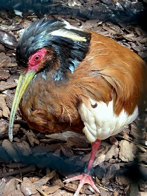 Definitive Guide To Madagascar Crested Ibis Facts, Habitat, Conservation Status, Zoo Populations ...