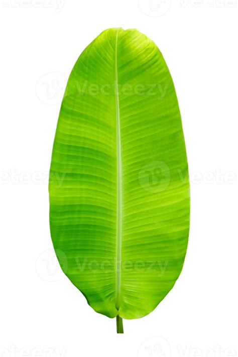 Tropical green banana leaf on transparent background - PNG File 21515650 PNG