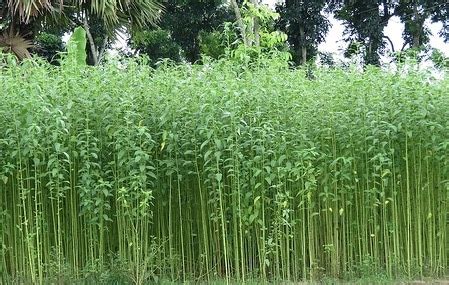 Jute Cultivation Information Detailed Guide | Agri Farming