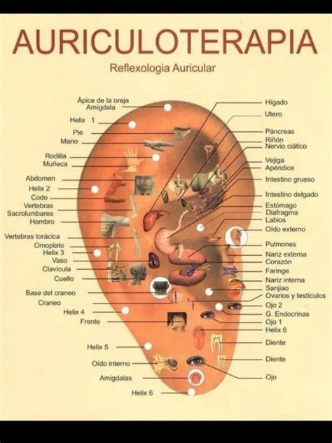 AURICULOTERAPIA | Ear reflexology, What is health, Reflexology benefits