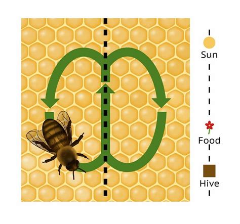 What Is The Waggle Dance? An Essential Guide Bee Professor