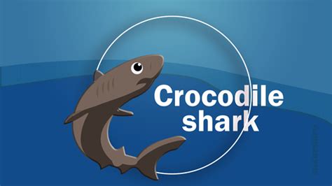 Crocodile Shark - sharksinfo.com