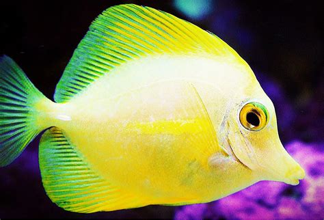 Yellow Tang | Fish pet, Pets, Animals