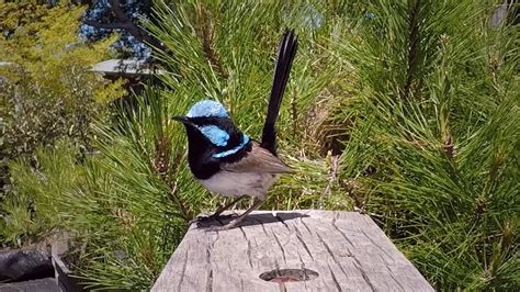 Blue Wren (Superb Fairy-wren) Nest Building - YouTube