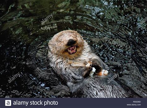 Amalia and Eusébio, the otters, are among the main attractions of the Lisbon Oceanarium, the ...