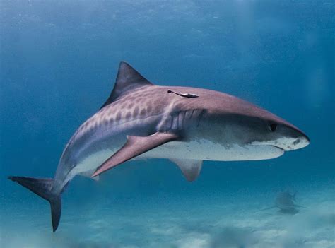 Tracking data reveals tiger shark migration in Hawaii on EarthSky ...