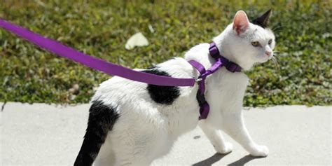 Best Cat Harness in 2020 — Reviews by SolidGuides