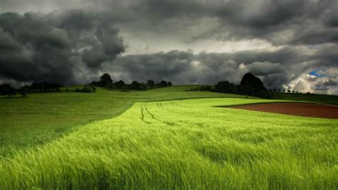 Grass Field Wallpaper 1920x1080 56685 - Baltana