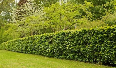 When to cut beech hedge: Top tips and advice for pruning hedges ...