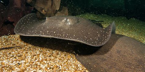 Freshwater stingray | Smithsonian's National Zoo and Conservation ...