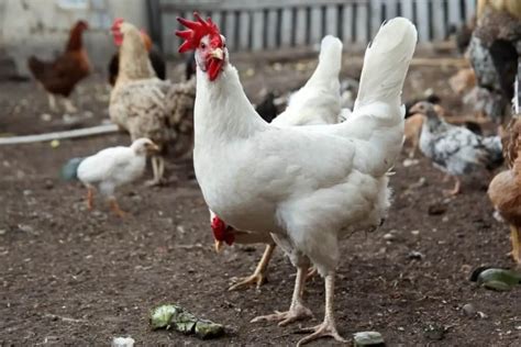 Cornish Cross Chicken: Egg Production, Breed Personality And Care