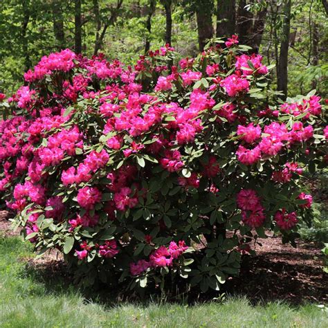 Red Rhododendrons for Sale | BrighterBlooms.com