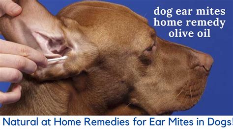 Can I Use Diametecous Earth On Dog Ear Mites