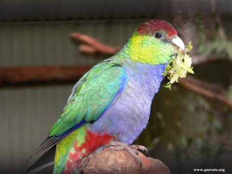 Parrot Encyclopedia | Red-capped Parrot | World Parrot Trust