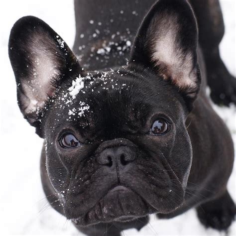 cute black French bulldog #frenchbulldogsblack #bulldogs | French ...