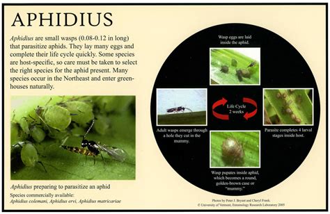 Biological Control of aphids. | Life cycles, Aphids, Species