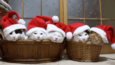 Santa Claus Cat GIF - Find & Share on GIPHY