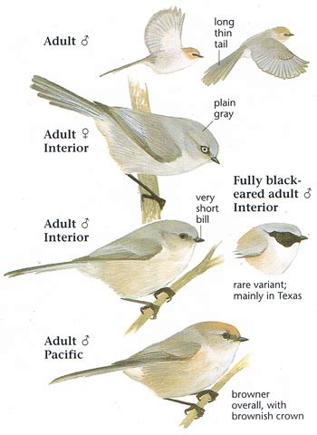 species identification - Bird ID (greenish passerine, Sacramento, CA) - Biology Stack Exchange