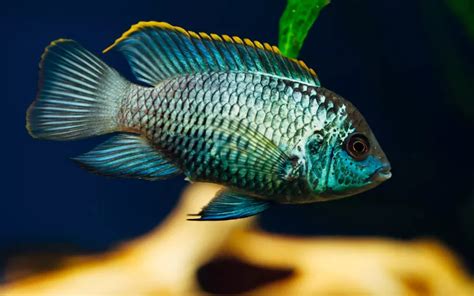 Blue Acara Care: Complete Guide for Beginners - AquariumNexus