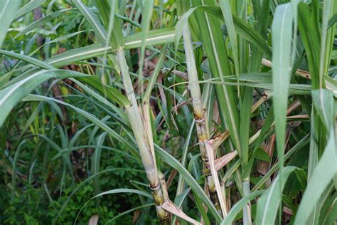 Single Sugar Cane Plant