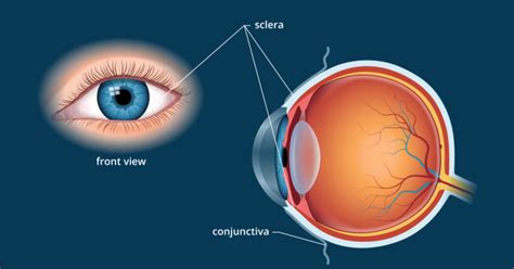 Sclera | White of the Eye - Definition and Detailed Illustration