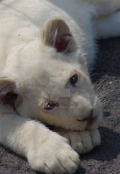 White Lion Cub by Daxserv on DeviantArt