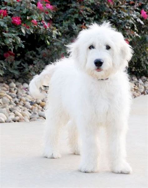 White Goldendoodle | Cute Dogs