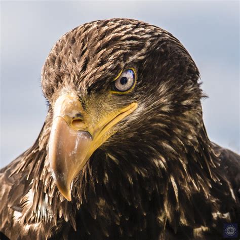 Female Bald Eagle Photograph by Anatole Beams