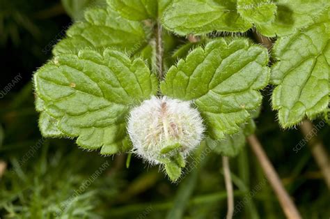 Gall midge gall - Stock Image - C021/8139 - Science Photo Library