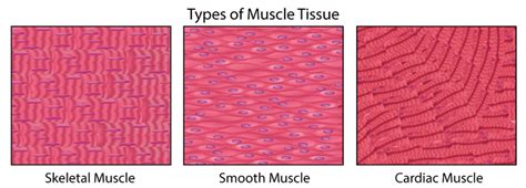 13. 11: Smooth, Skeletal, and Cardiac Muscles - Biology LibreTexts