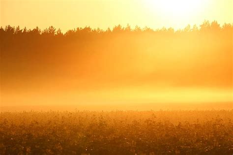 sun, fog, sunrise, morning sun, light, morgenstimmung, morning mist, autumn, foggy, forest ...