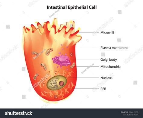 Structure Intestinal Epithelial Cell Physical Biochemical Stock Vector ...