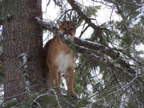 Mountain Lion Hunting