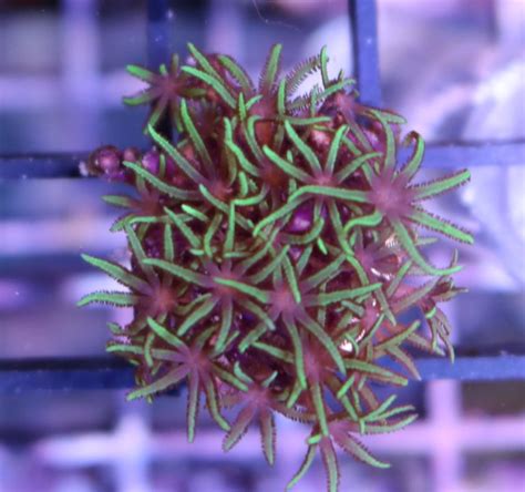 Green Star Polyp Coral Care - Frag Box