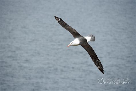 Falkland Islands Wildlife – Ramdas Iyer Photography