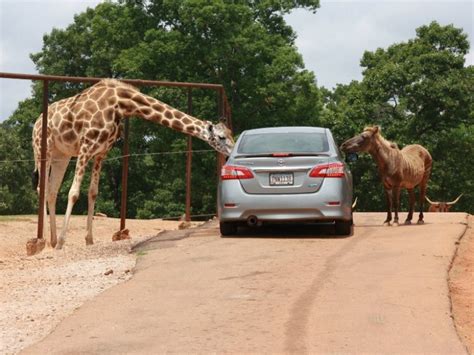 Take a Drive on the Wild Side at Wild Animal Safari in Georgia – Trips To Discover