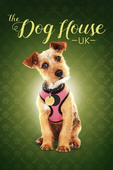 The Dog House - Watch Episodes on HBO MAX or Streaming Online | Reelgood