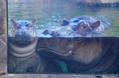 Hippo Baby Fiona Updates - The Cincinnati Zoo & Botanical Garden