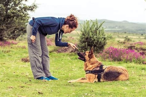 How Strong Is a German Shepherd’s Bite Force? PSI Data - laacib