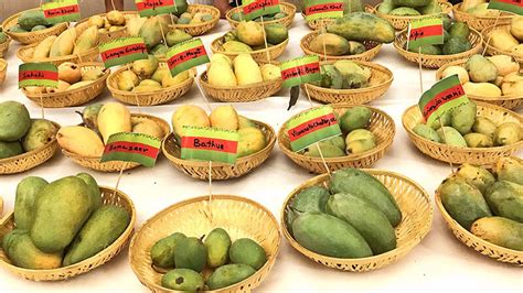 Travel Trail of King of Fruits, Mango and Its 10 Famous Varieties