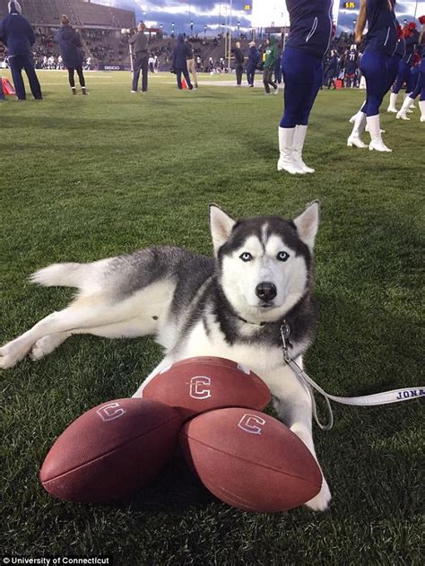 Connecticut Huskies 2022 College Football Preview | MEGALOCKS